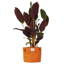 Load image into Gallery viewer, Waxed Canvas Hanging Planter