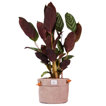 Load image into Gallery viewer, Waxed Canvas Hanging Planter